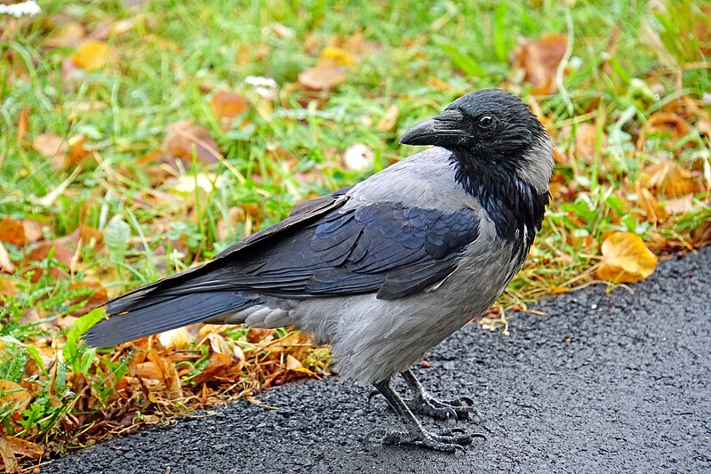 File:Germany-04431 - Common Crow (30335752935).jpg