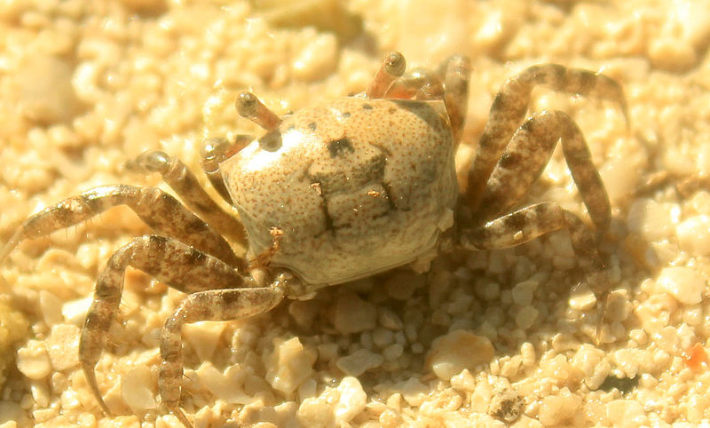 File:Gfp-ghost-crab.jpg