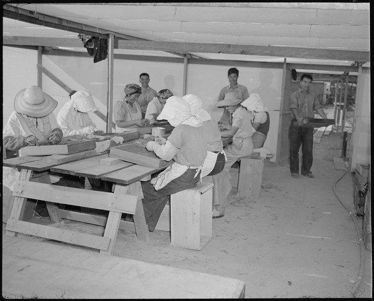 File:Gila River Relocation Center, Rivers, Arizona. A group of volunteer workers setting plants in a box . . . - NARA - 538643.tif