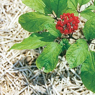 Panax ginseng, ginseng, also known as Asian ginseng, Chinese ginseng, or Korean ginseng, is a species of plant whose root is the original source of ginseng. It is a perennial plant that grows in the mountains of East Asia. It is among the longest living of plants.