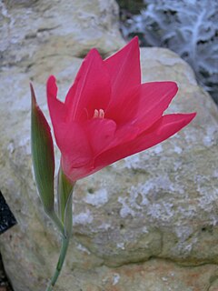 <i>Gladiolus carmineus</i> Species of plant