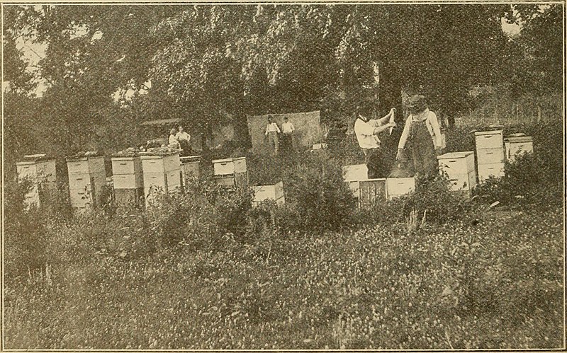 File:Gleanings in bee culture (1916) (14590979259).jpg