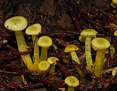 Fotografie skupiny Gliophorus chromolimoneus