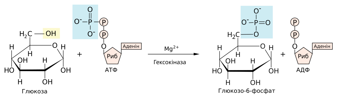 Атф фосфор. Глюкозо 6 фосфат в глюкозо 1 фосфат. Реакция фосфорилирования Глюкозы. Фосфорилирования Глюкозы с образованием глюкозо-6-фосфата. Глюкоза и АТФ реакция.