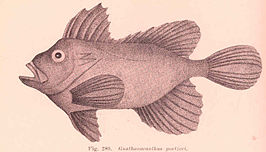 Gnathanacanthus goetzeei