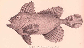 Red velvetfish