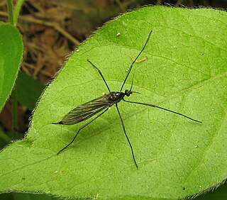 <i>Gnophomyia</i> Genus of flies