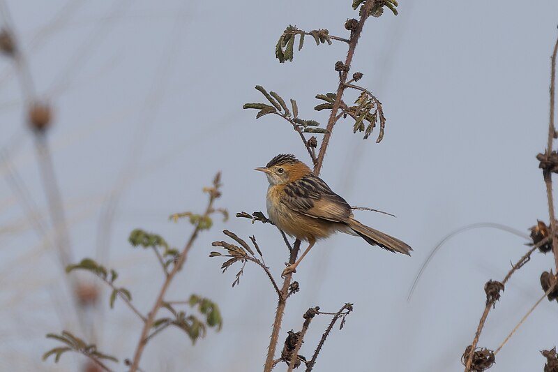 File:Golden-headed cisticola 05.jpg