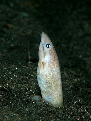 <i>Apterichtus moseri</i> Species of fish