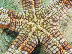 File:Gomophia mamillifera - Big Vicki's Reef 02.jpg (Category:Echinoderms of Queensland)