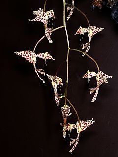 <i>Gongora arcuata</i> Species of orchid