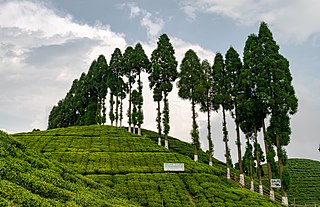 <span class="mw-page-title-main">Gopaldhara Tea Estate</span> Tea garden in West Bengal, India