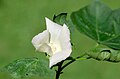 Gossypium herbaceum white flower.jpg (usage)
