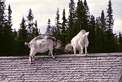 Goats at Gräftåvallen, southern Jämtland