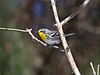 Grace's Warbler in El Salto, Durango