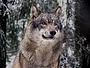 Canis lupus