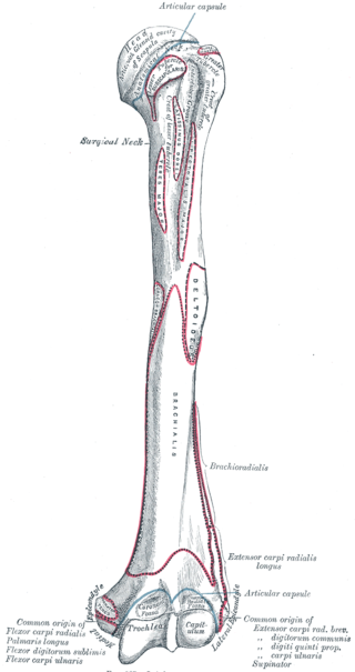 <span class="mw-page-title-main">Radial fossa</span> Groove on the distal end of the humerus