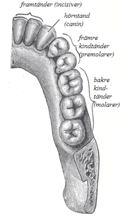 Molarer