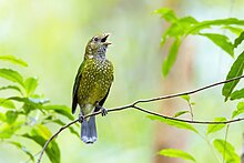 Green Catbird 0A2A1036.jpg