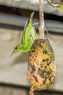 C. s. guatemalensis female
Belize Green honeycreeper (Chlorophanes spiza guatemalensis) female Orange Walk.jpg