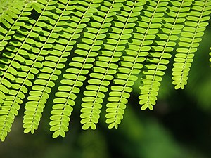 Gulmohar tree leaves