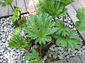 Gunnera manicata