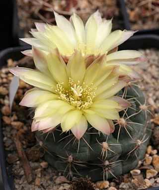 <i>Gymnocalycium andreae</i> Species of cactus