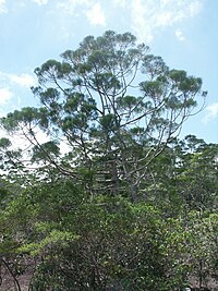 top tree