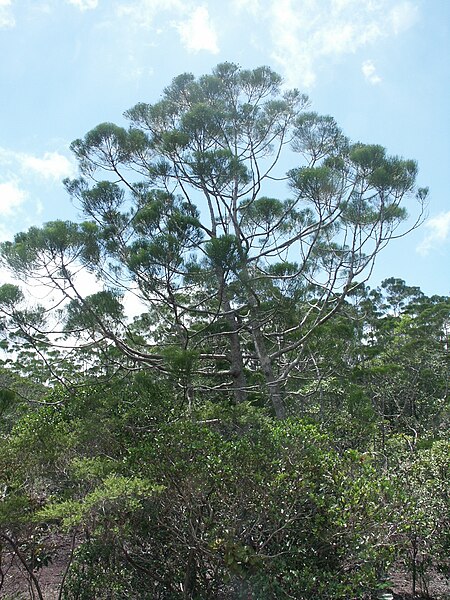 File:Gymnostoma deplancheanum.jpg