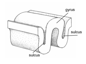 Извилина (gyrus) и борозда (sulcus)