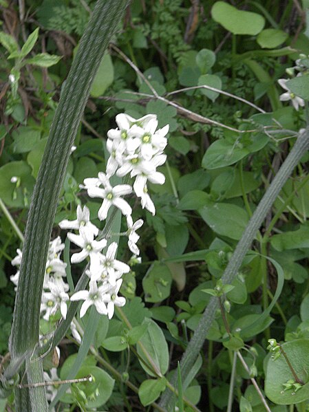 File:H20130318-6922—Marah fabacea—Mitchell Canyon (8575220117).jpg