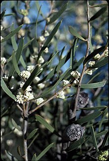 Hakea cygna.jpg