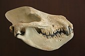 Fossilized skull of the mesonychian mammal Harpagolestes Harpagolestes immanis.jpg