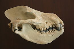 A Harpagolestes immanis koponyája