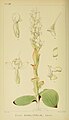 Disa ovalifolia plate 29 in: Harry Bolus: Orchids of South Africa volume I (1896)