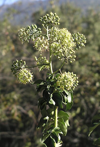 File:Hedera helix 20071021 1.jpg