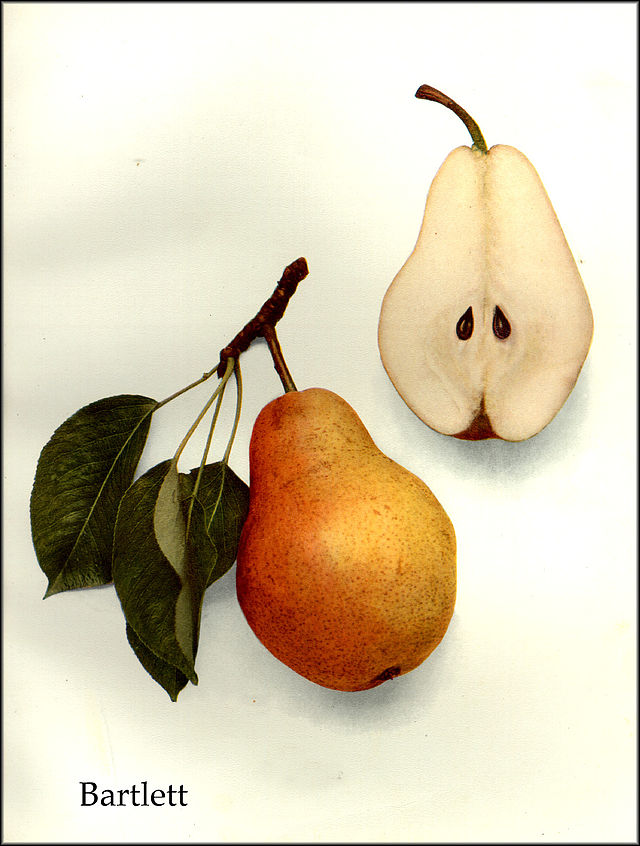 Bartlett Pear