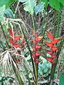 Heliconia caribaea