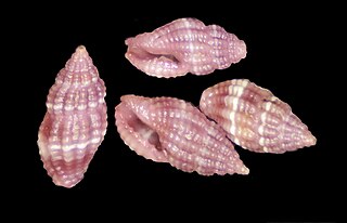 <i>Hemilienardia rubicunda</i> Species of gastropod