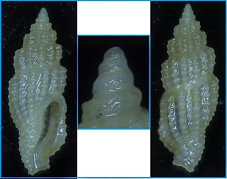 <i>Hemilienardia subspurca</i> Species of gastropod