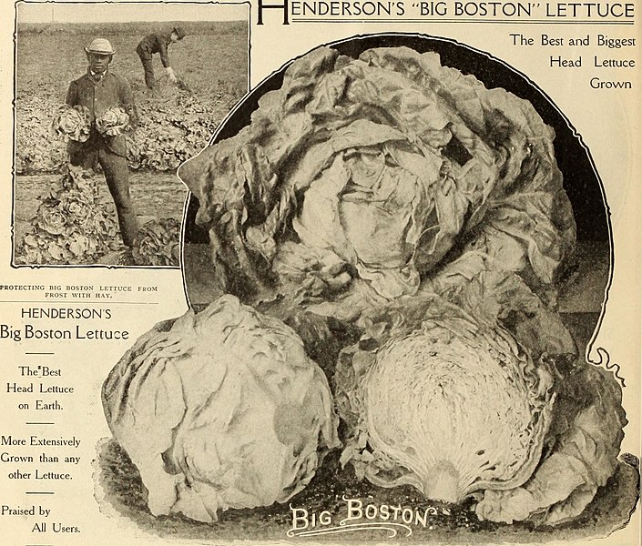 File:Henderson's wholesale catalogue. - seeds, implements, fertilizers, insecticides &c. for market gardeners and truckers (1911) (14598052878).jpg