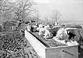 Hereford Cattle at Feeding Trough, Abercrombie Ranch, James Smither Ambercrombie (12819793685).jpg