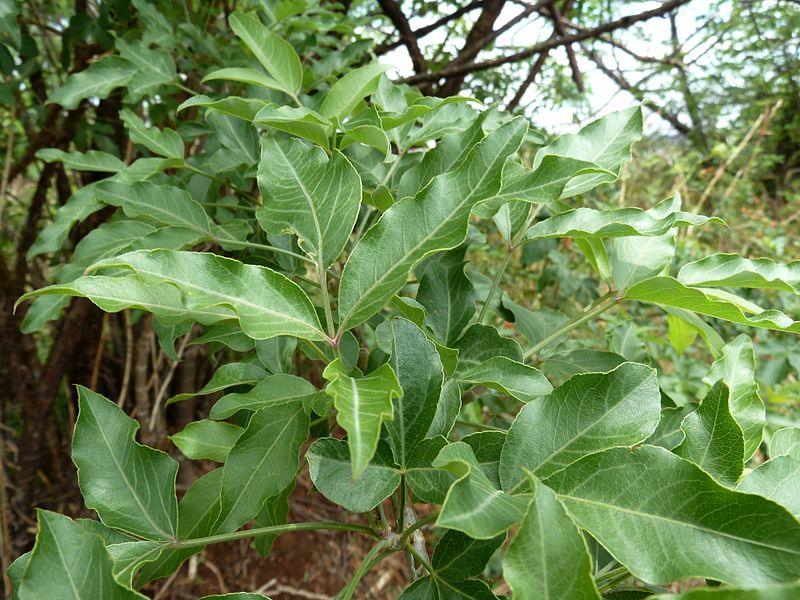 File:Heteromorpha trifoliata, loof, a, Schanskop.jpg