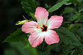 * Nomination: Detail of the Hibiscus bloom --Chmee2 15:55, 18 December 2012 (UTC) * Review DoF too short, I'm afraid. I don't find the focus point...--Jebulon 16:18, 18 December 2012 (UTC)