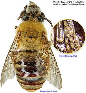 <i>Xenoglossa</i> genus of insects