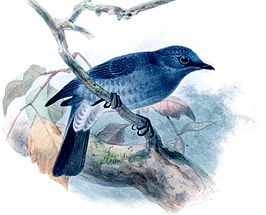 Ceylonvliegenvanger