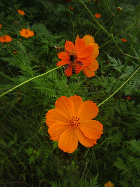 File:Honey-bee on bright orange flower1.JPG