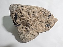 Hornblende diorite from the Henry Mountains, Utah, US Horndio.jpg