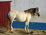 Lusitano horse. Porto Covo, Portugal