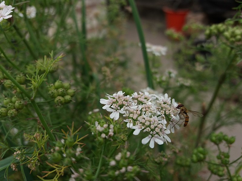 File:Hoverfly29.jpg